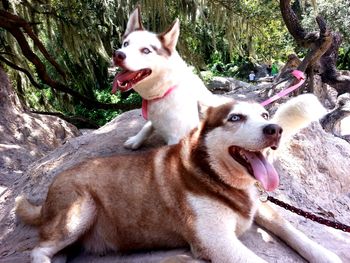 Rusty and Maggie were returned for various reasons, and we were able to place them together in one family in Tampa. Here they are at the park.
