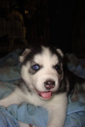 Tyler, Maya's 2010 litter has one blue and one brown eye.

