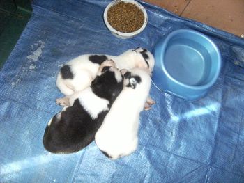 Some of Chelsie's puppies!
