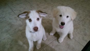 These brothers found a home with Max in Orlando, FL
