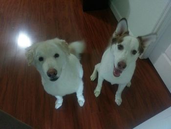 Kola & Shiloh found a home with Roberto & Family of Haines City, FL.
