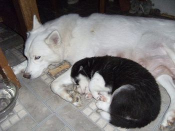 Maya and black & white boy sleeping!!

