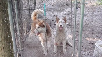 Toby, on the left, and Maggie, to the right, at the kennel
