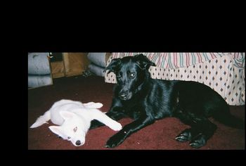 Rudy is a sweet boy! Here he is with Maya when she was a puppy.
