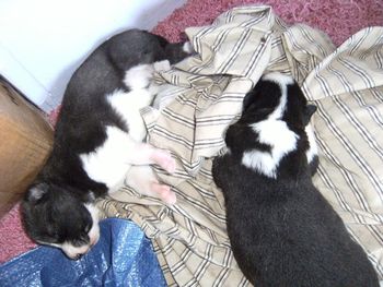 Chelsie's pups sleeping!
