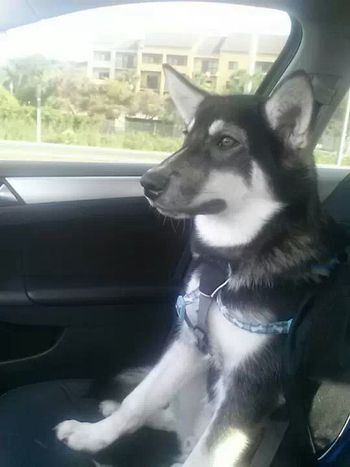Raja, a 1-year old husky/Alaskan malamute mix, has found a home with Rita in Beverly Hills, FL.
