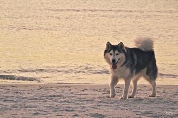 Here is Saige now running at the beach. She comes to visit sometimes for a month at a time.
