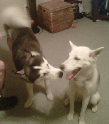 Here is Andre with his new sister Tahlia. It was love at first site because they play all day long.
