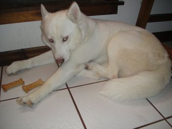 Here is Maya Snowblue. She has passed of old age. Here is Maya's pedigree. MAYA Is Now Retired and with us.
