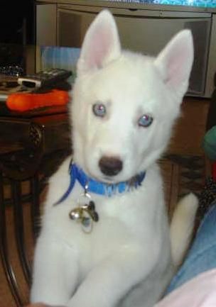 Here is Duke from Maya's 2008 litter.
