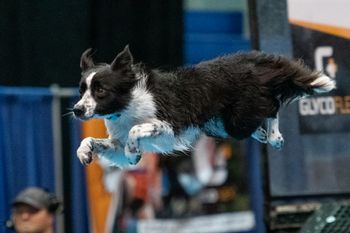 Kilt competing at the DockDogs World Championships in 2019
