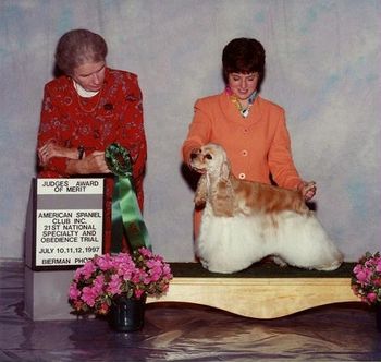 "Cody" was Award of Merit winner at American Spaniel Club July 1997. Sired by Ch. Jacks Goldust of Silverdi and out of Ch. Kenwoods Nuance. From only two breedings, "Cody" has produced five champions, including the new World Champion, Kenwoods The Apprentice.
