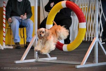 "Annabelle". owned and trained by Kay rife. Going thorugh some of her paces towards her agility dog titles. (CLICK ON PHOTO TO ENLARGE IMAGE)

