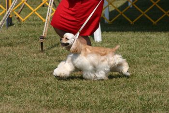 "Holly" is sired by Ch. Overoak's Rising Son and out of the great Ch. Kenwood's Arabesque. She won her class at the American Spaniel Club and finished from the puppy class with several Specialty Sweepstakes Wins! "Holly" was number one top producing cocker spaniel bitch for 2008!

