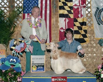 "Nelson". Sire: Ch. Silverpine Beyond Obsession Dam: Ch. Kenwood's Pieces of a Dream. Finished with 4 Majors! OFA certified and CERF clear. Pictured under Judge Desmond Murphy. Handler Jeff Hanlin.
