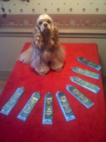 "Gabby". Shown with all of her show winning ribbons from her first agility competition. Proud owner, Penny Hamblin of Ohio. "Gabby" is litter sister to Ch. Kenwood's Invictus and Ch. Kenwood's Imagination. (CLICK ON PHOTO TO ENLARGE IMAGE)
