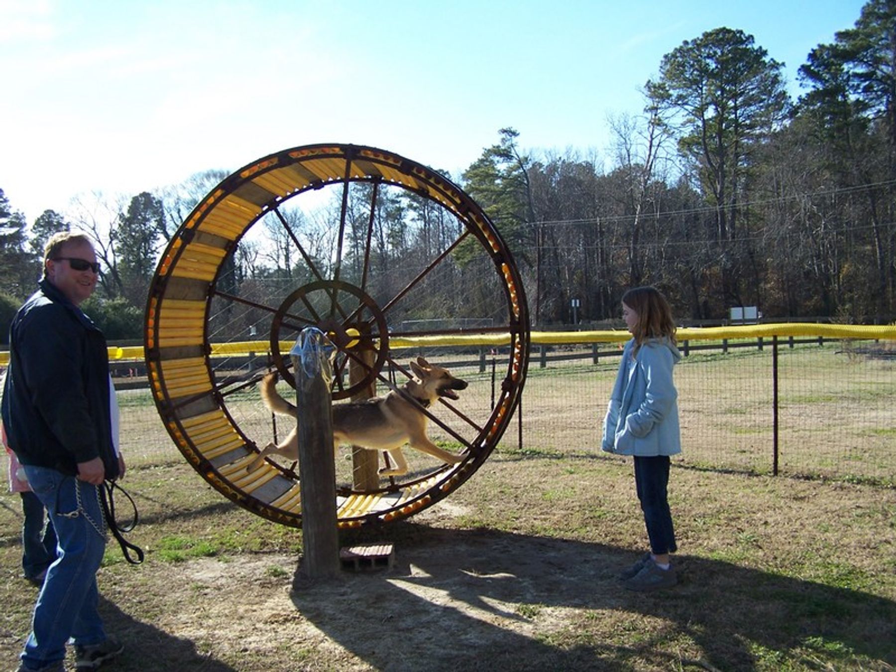 Can Tomatoes Kill Dogs