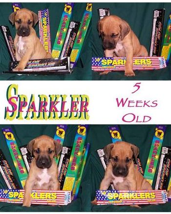 5 Weeks - Sparkler
