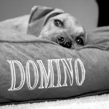 Domino Spoiled by Nate and Alexis Westerville, OH
