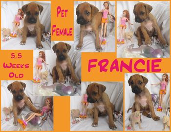 Francie - Pet Female
