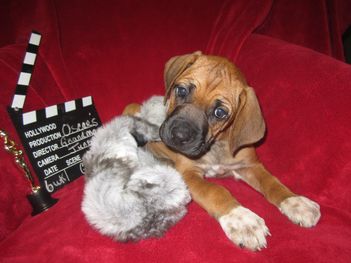 white rhodesian ridgeback