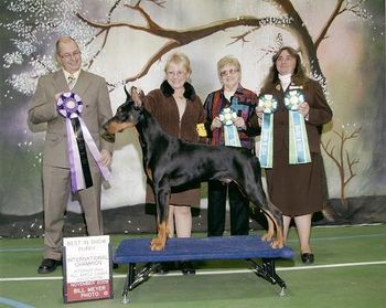 Int'l shows, three BIS Bred by Exhibitor puppy, and One BIS puppy
