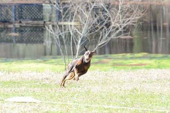 Ruby - trying out Lure Coursing
