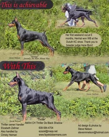 Ad in the Doberman Digest with Thriller and his daughter Heirial
