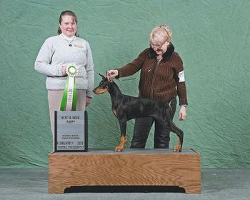 One of Three BIS Puppy wins her first weekend out!
