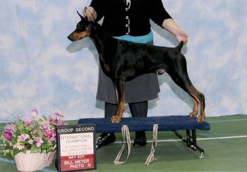URO1/UKC CH/Int'l/Nat'l CH Fayek An Heir About Him CGC CA "Jameson" Fayek's 1st dog to earn the URO1 title! Sire:Am CH Sevenly Proof Is In The Heir Dam: Int'l CH Aquarius She's All That
