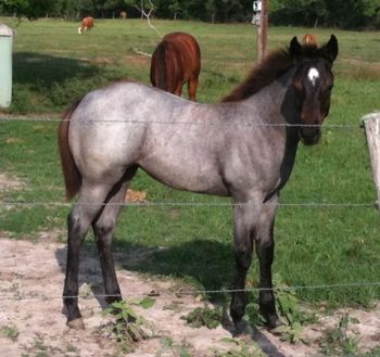 June 2010 Blue Roan filly Sire: Clydes Blue Pine
