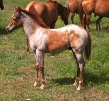 July 2010 Red Roan Stud colt. Sire Clydes Blue Pine
