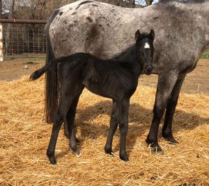 4-2-2019 Black Filly by A Knight Advanced x SM Silks Reflection   SOLD