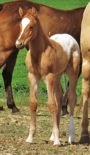 2018 Dun and White Colt by SM Snowbound x EL's Exclusively Foxy