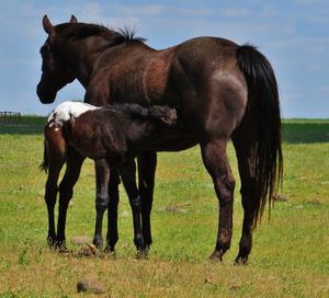 4-26-2019 Black Bay and White Colt by SM Last Bold Knight