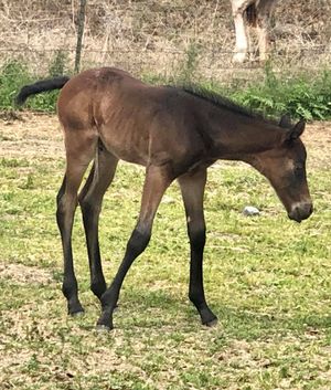 5-17-20 Bay and White Filly SM Snowbound X SM Knights Elation
 (Available for sale)