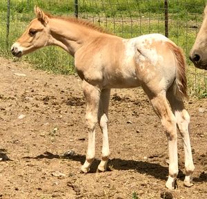 2019 Dun and White Colt by SM Snowbound x El's Exclusively Foxy