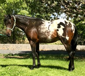 2018 Black Bay and White Colt by A Knight Advanced x SM Secrecy in Silk