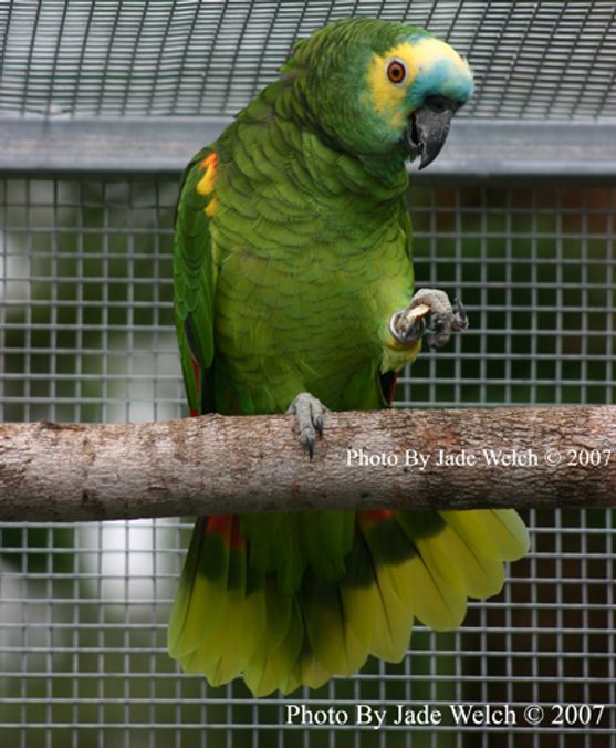 Perky Parrots Bluefronted