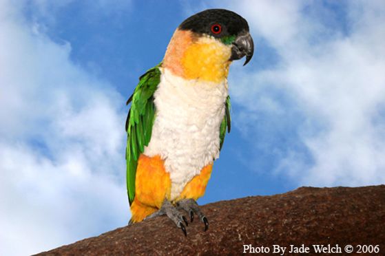 Perky Parrots - B H Caique