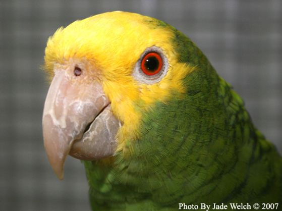 yellow headed amazon parrot diet