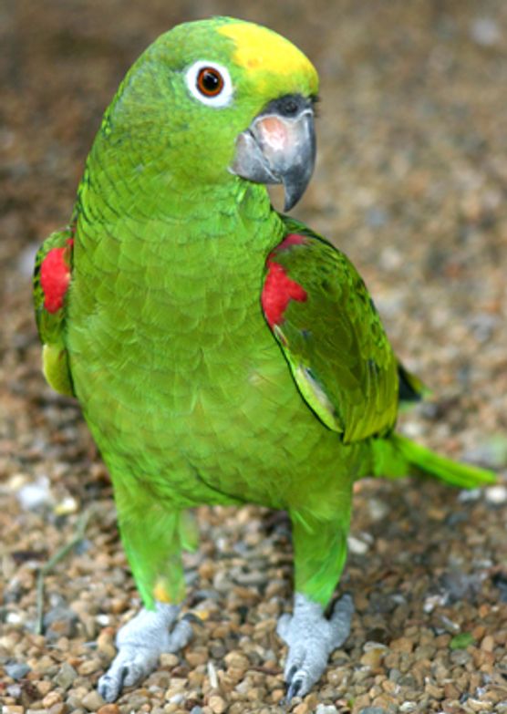 green amazon parrot