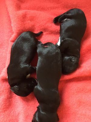 "A" Litter 

2 Males (placed) and 1 Female (placed)

Please contact Pat Kenny at pkenny@cox.net

SEE "More Puppies Update" for more information
