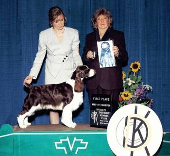 "Darby" A/C/UKC Ch. Briarton's Give Em Elle' (Ch. Serenades Storm Warning X C Ch. Briarton's Blame Me On Cupid CD) 1996 - 2008
