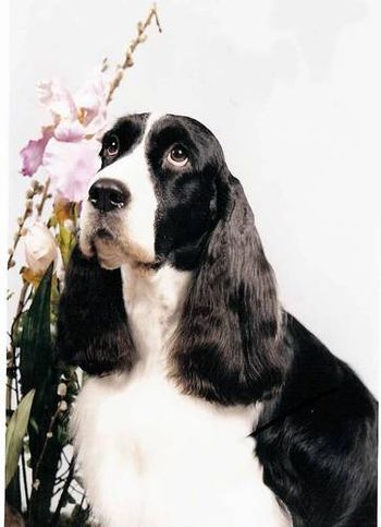 A/C/UKC Ch Briarton's Vision of Grandeur NA "Libby" June 26, 1996 - January 21, 2009 Libby was the best tribute to her dam any dog could be. She never met a dog, puppy, cat, kitten, or person she didn't like or wouldn't except. She was beautiful and brilliant and oozed spaniel type in structure and temperament. She was a therapy dog from 8 weeks old until she became to frail to visit at 12 years. She was my escape artist, my lap dog, and the sweetest animal anyone ever met and I miss her terribly. If she had lived to be 50 it wouldn't have been enough time.
