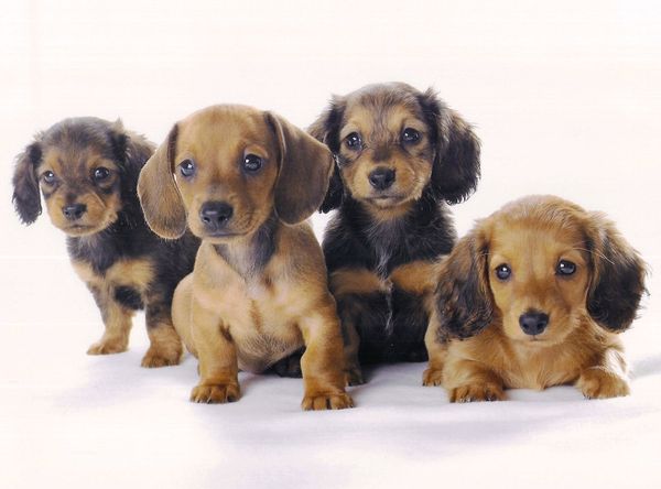 Four of my beautiful babies. Photo courtesy of American Greetings. We have done pictures and greeting cards with American Greetings for many years. Some of these babies are on many greeting cards published by American Greetings.