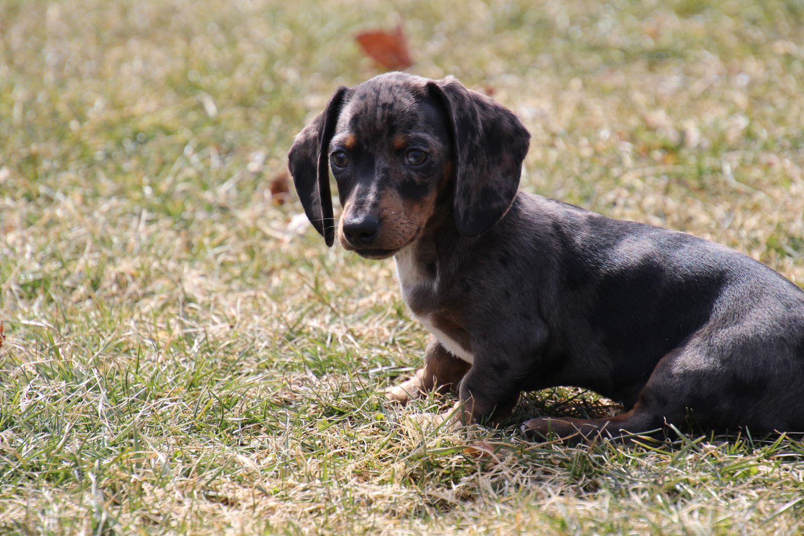 Moms Dachshunds Photos