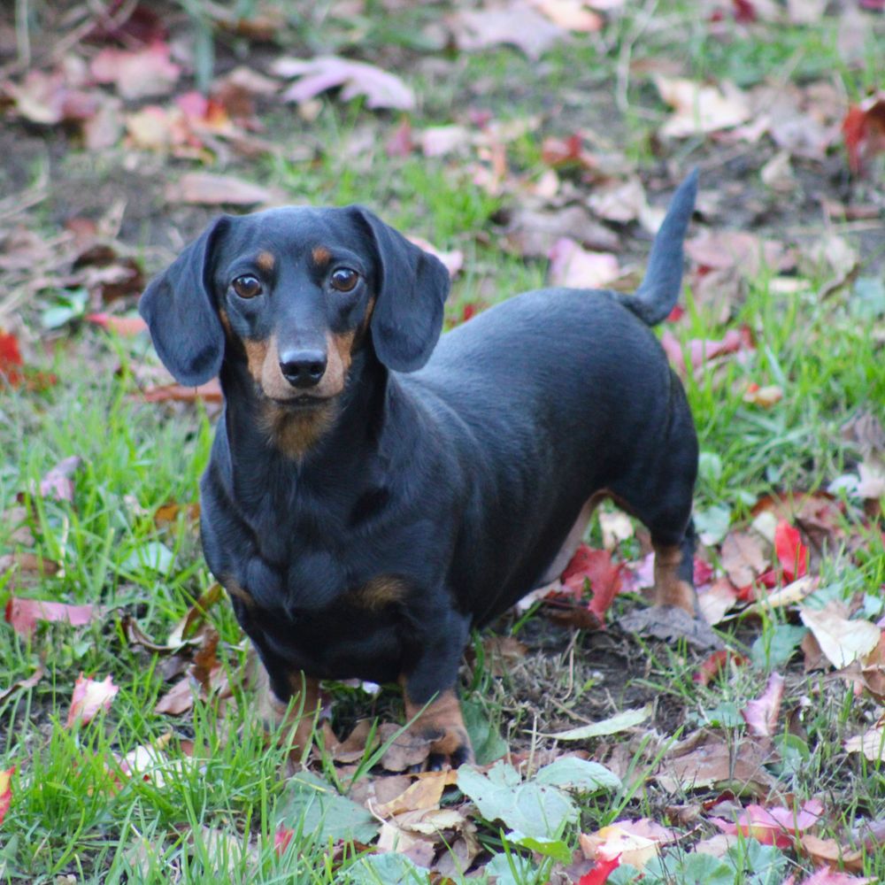 Moms Dachshunds - Dachshund Moms