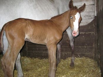 TBS Leiland, colt by To Be Sure born Aug 10, 2007 out of TB/CSH Final Pool mare. 6 hours old.
