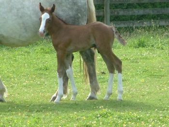 3/4 ISH colt by To Be Sure out of Louden Hill (RID), foaled June 2007, owned by Duncan and Lesley Kerfoot of Bradner BC. FOR SALE
